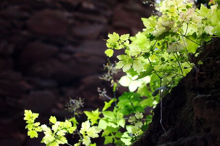 Flower growth tree