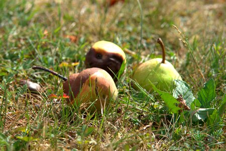 Autumn decay rot