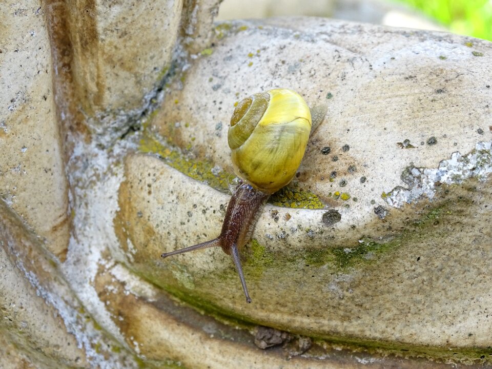 View casing mollusk