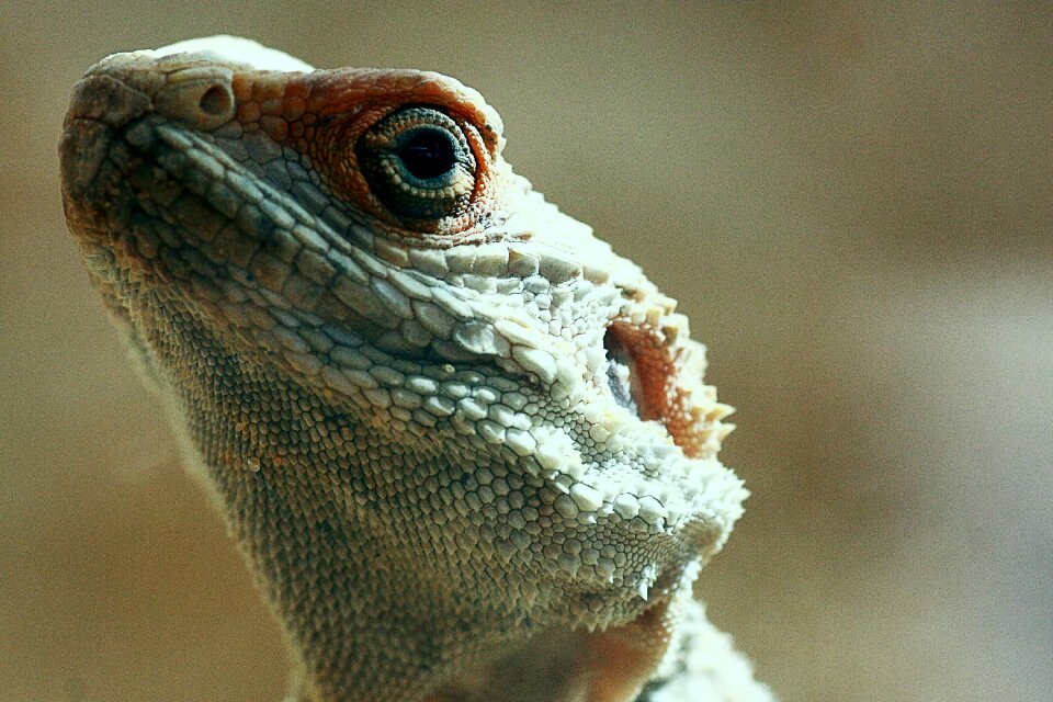 Reptile animal nature