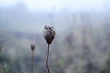 Creepy black cobwebs photo
