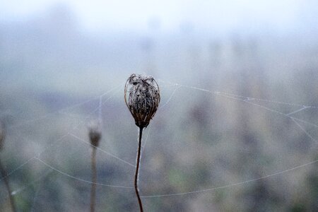 Creepy black cobwebs