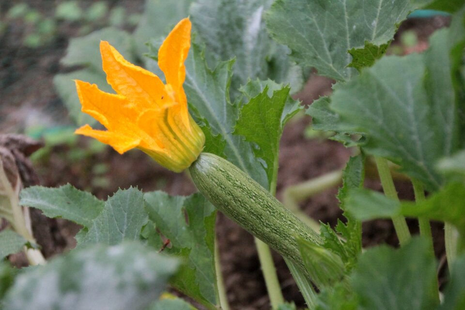Vegetables harvest vegetable garden