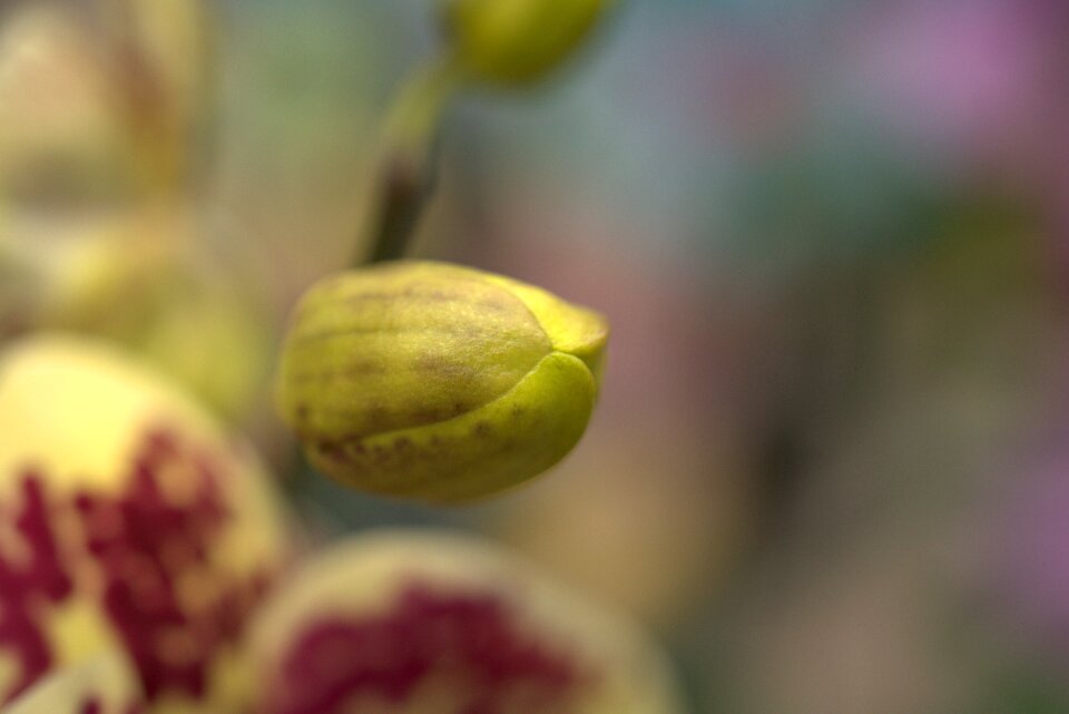 Bloom flower tropical