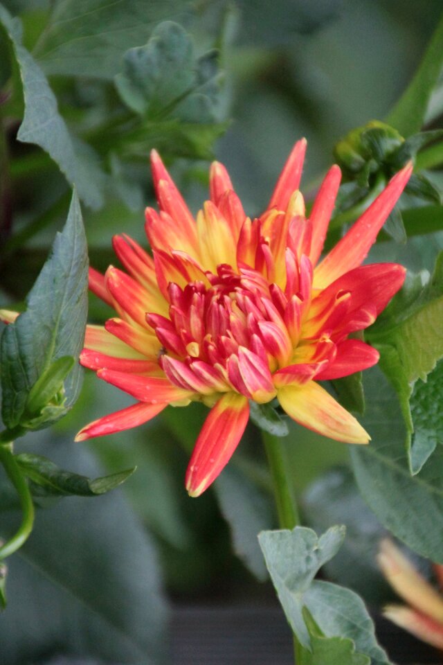 Dahlia dahlia orange flower