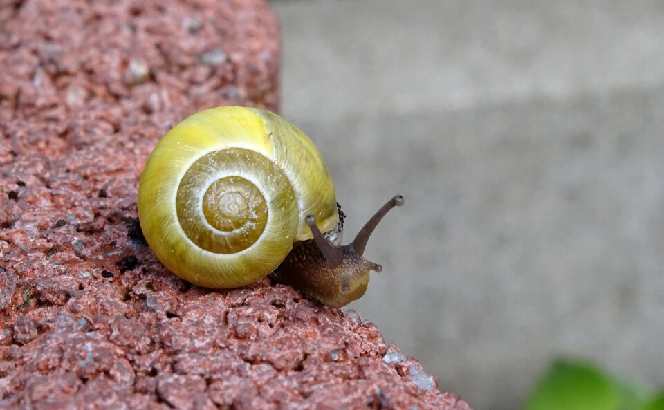 View casing mollusk