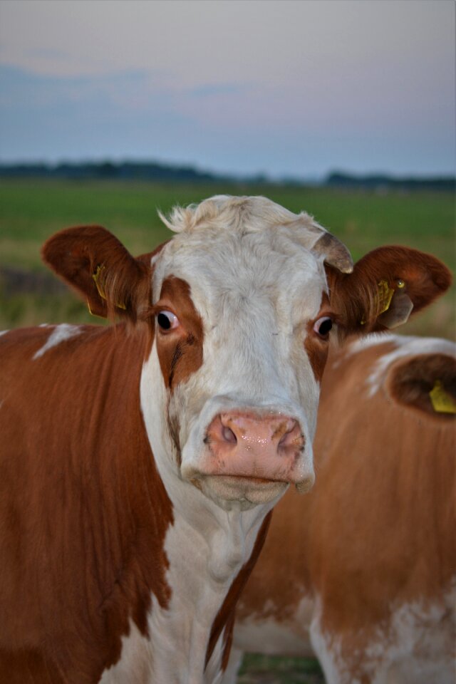 Cattle nature ruminant
