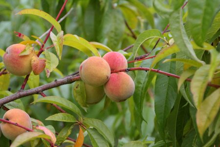 Fish fruit fruit tree