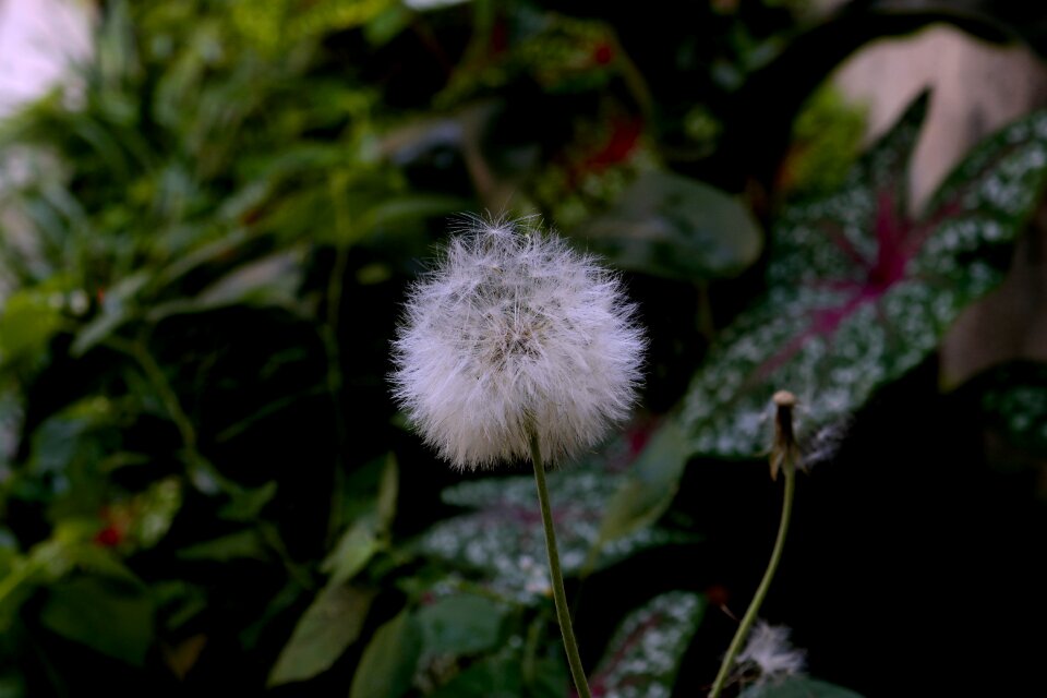 White nature garden