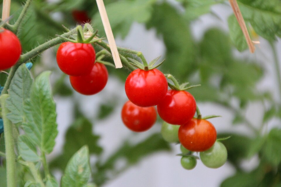 Tomato red fruit vegetables