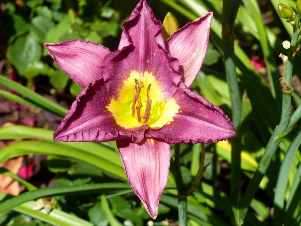 Summer garden plant photo