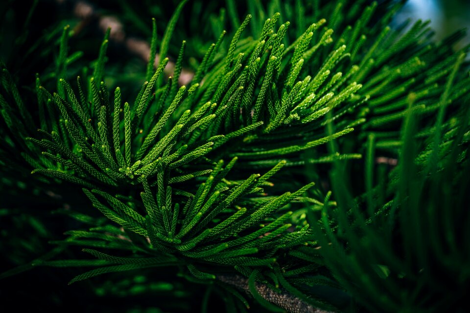 Holidays winter pine tree photo
