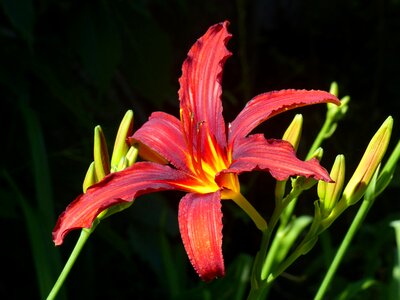 Plant summer garden