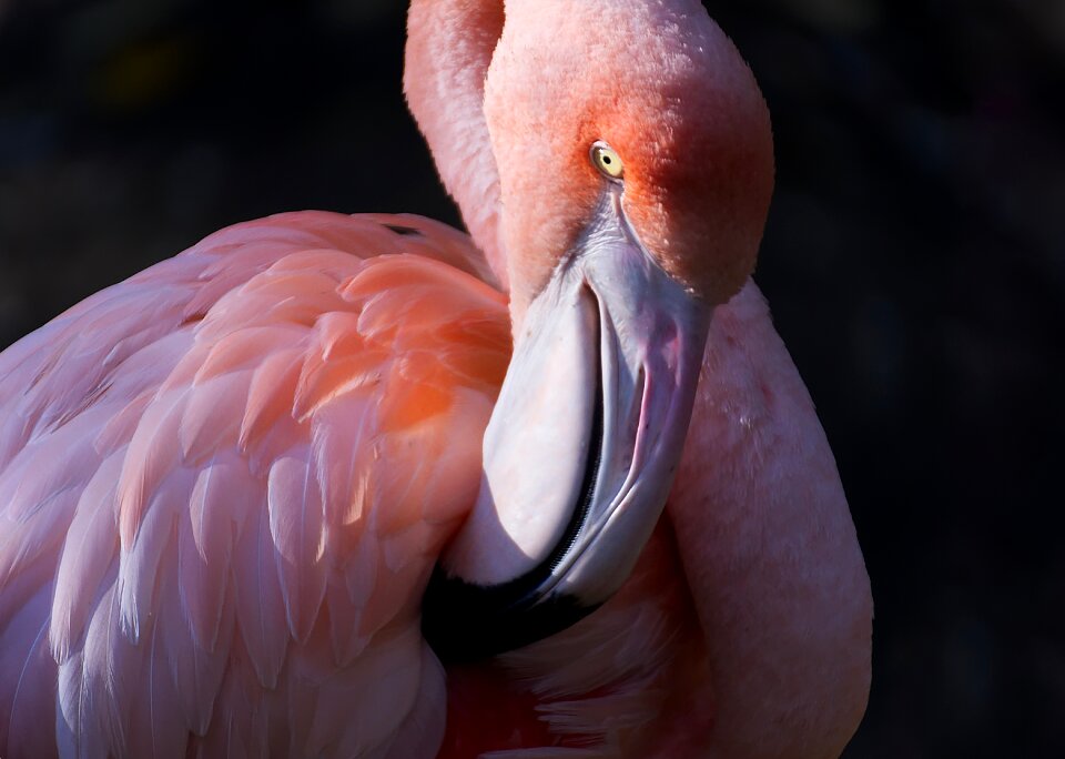 Feather pride tierpark hellabrunn