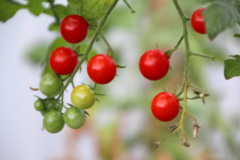 Tomato red fruit vegetables
