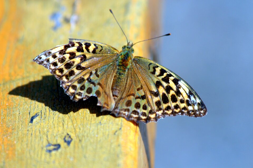 Lepidoptera bespozvonochnoe insect