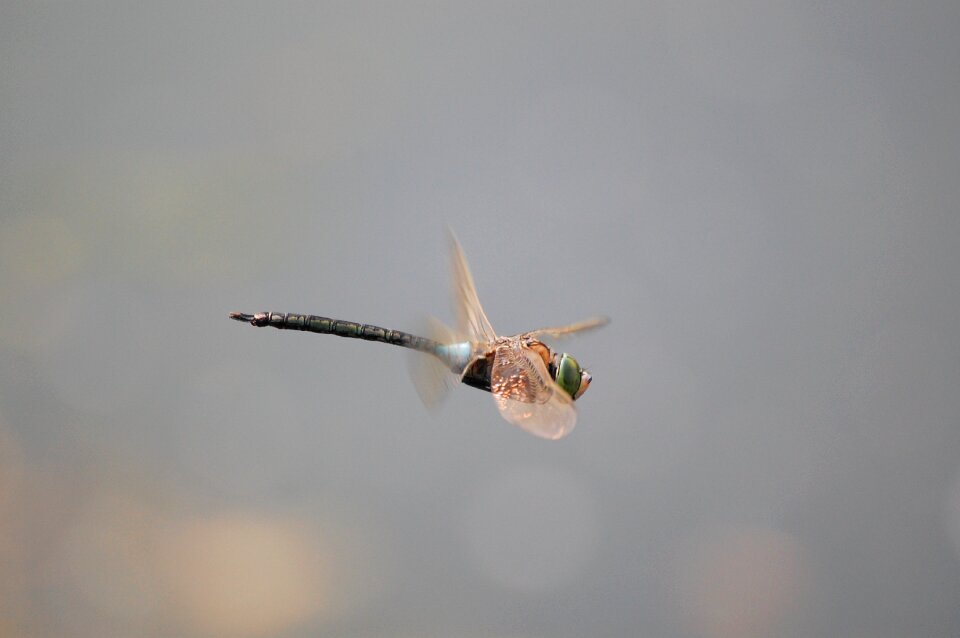 Insects macro wide-legged dragonfly