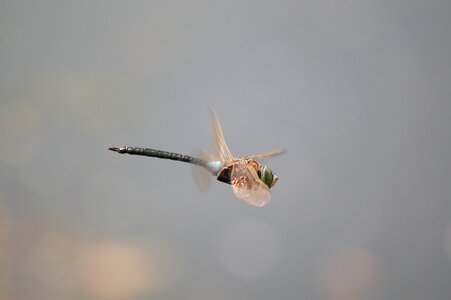 Insects macro wide-legged dragonfly