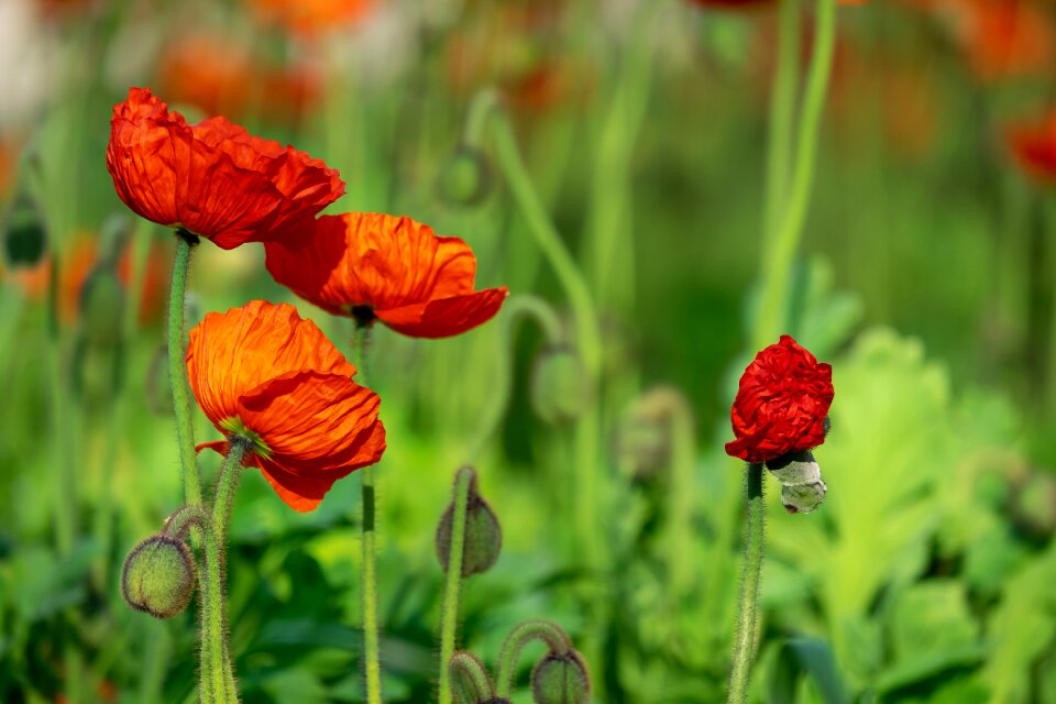 Poppy flower yellow orange bud photo