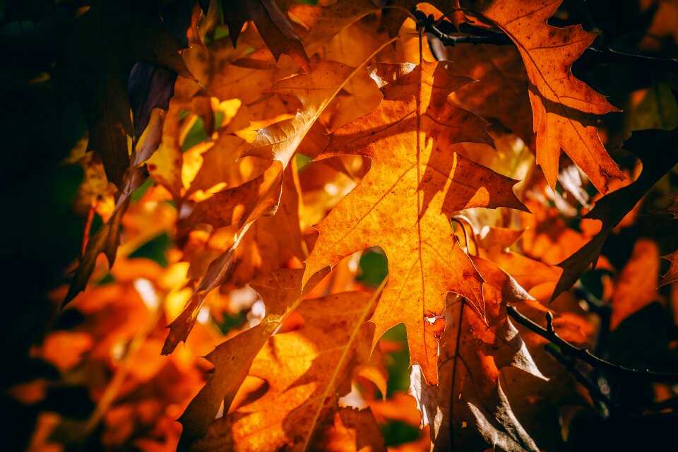 Orange golden bright sunlight