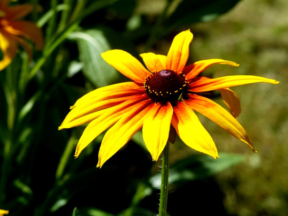 Yellow orange brown