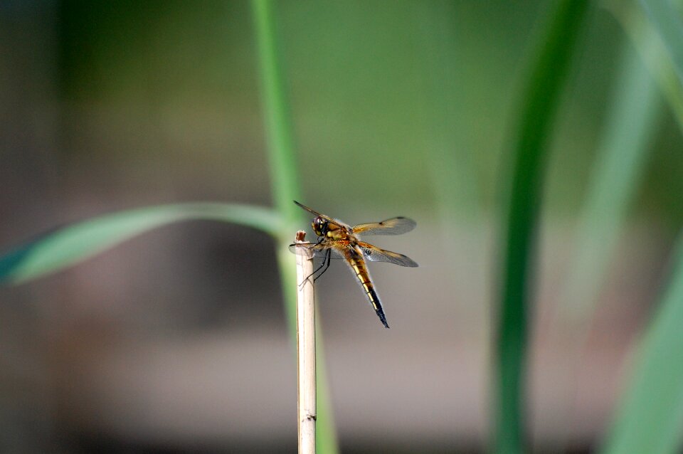 Insects macro white legged damselfly darter