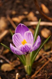 Spring natural violet