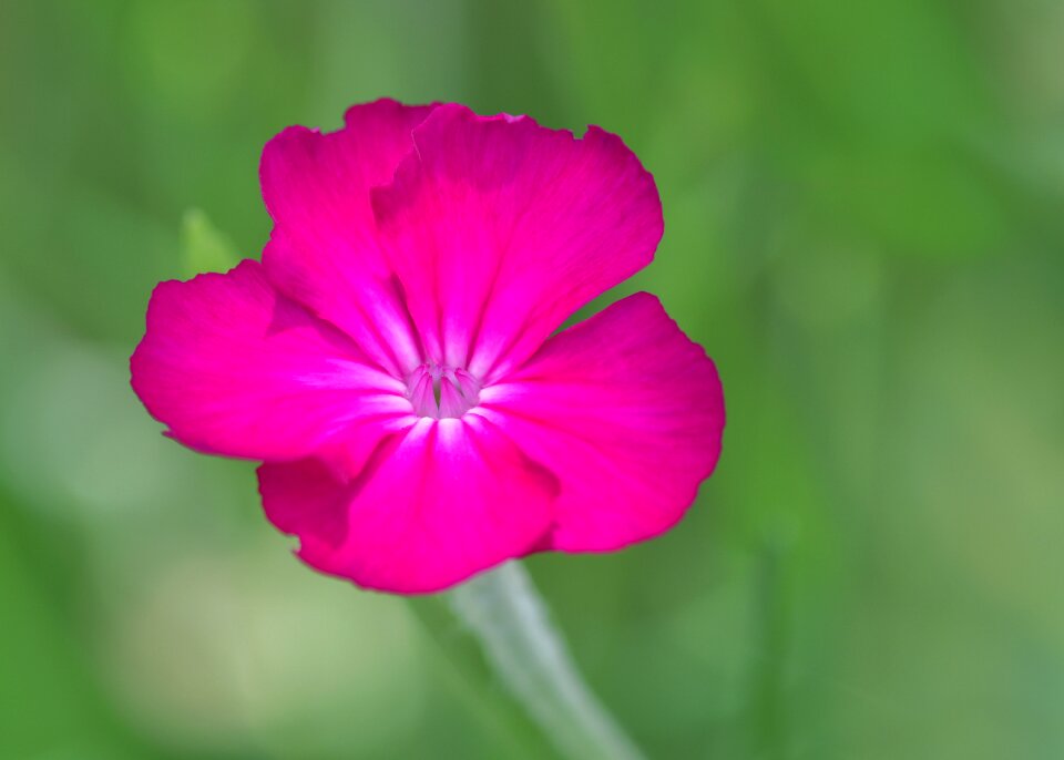 Plant garden flowering