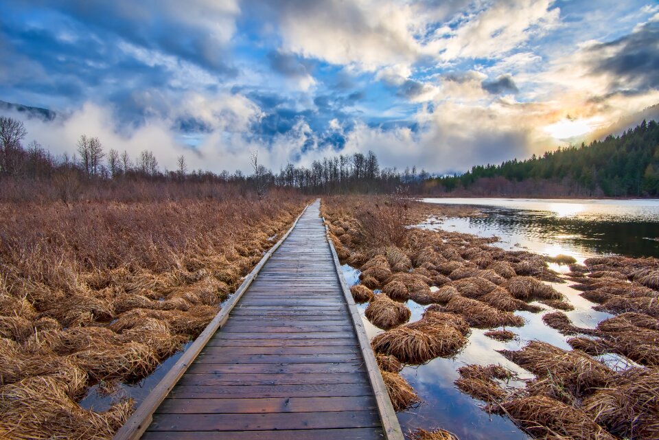 Canada cloud forest