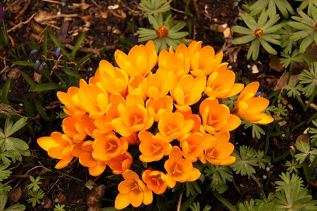 Flower bloom flora