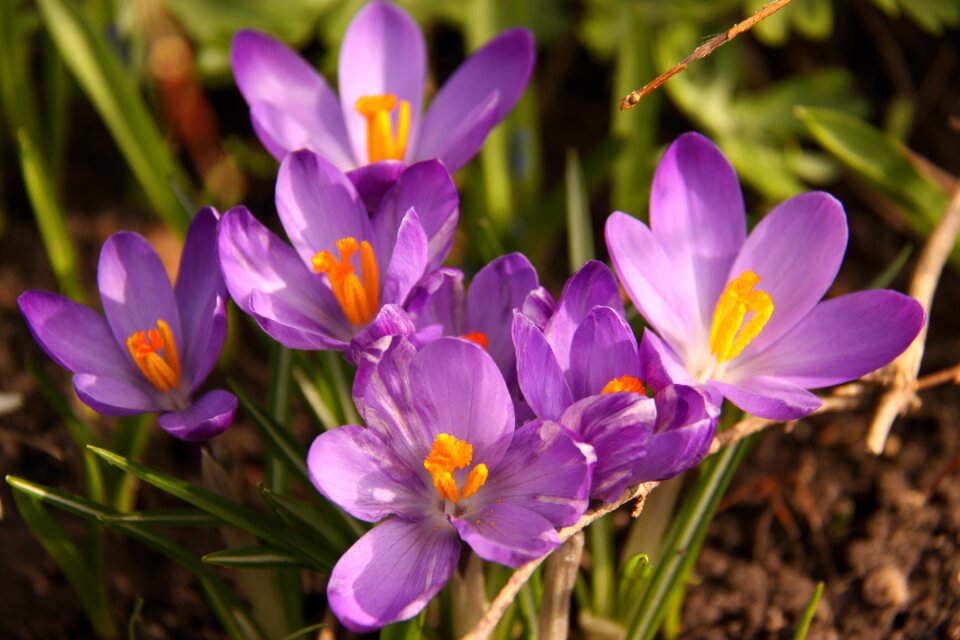 Bloom natural plant