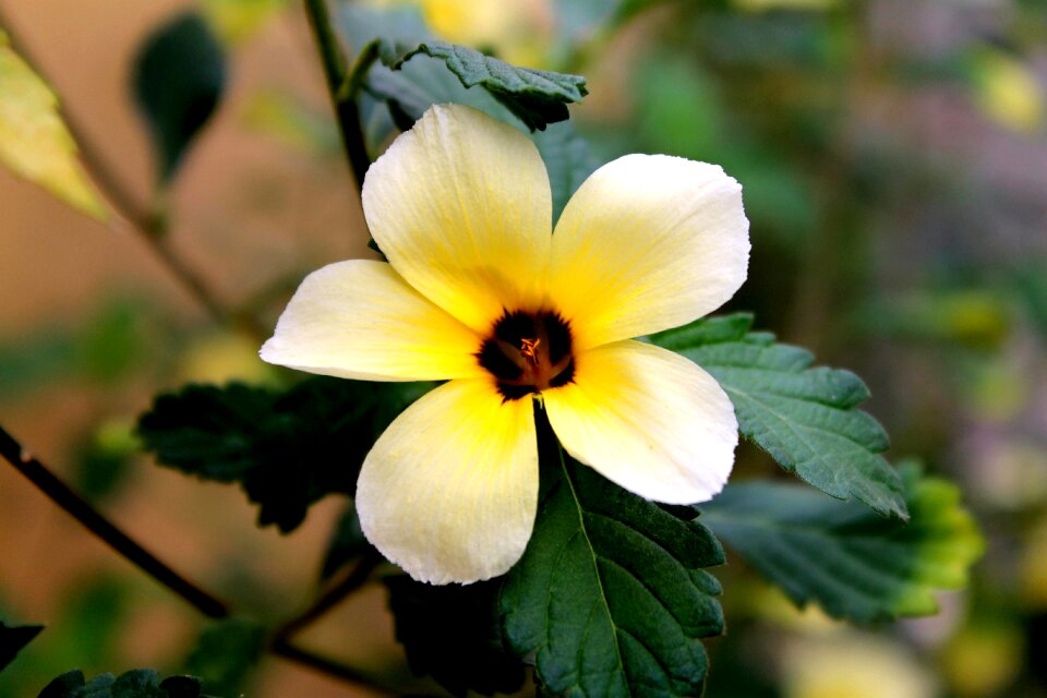 Flora plant nature