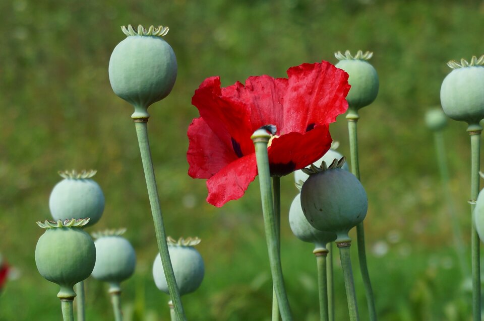 Red summer nature