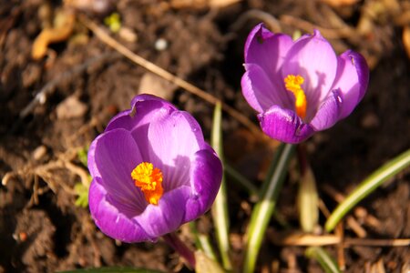 Natural flower spring flower
