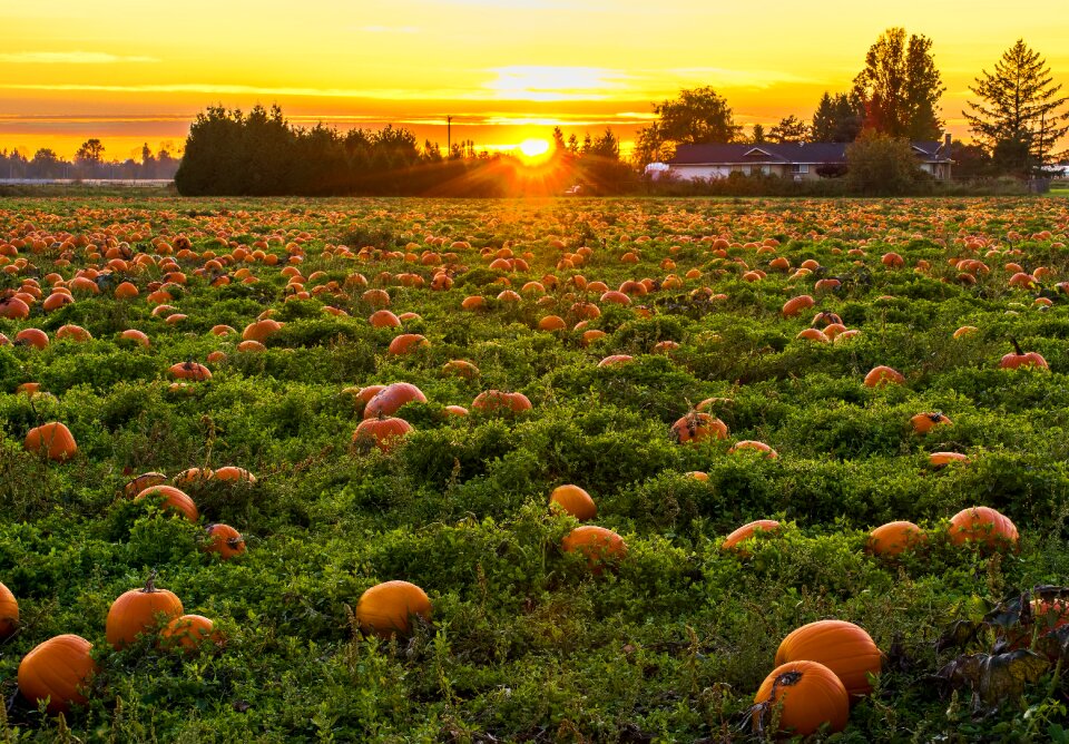Canada cultivated fall