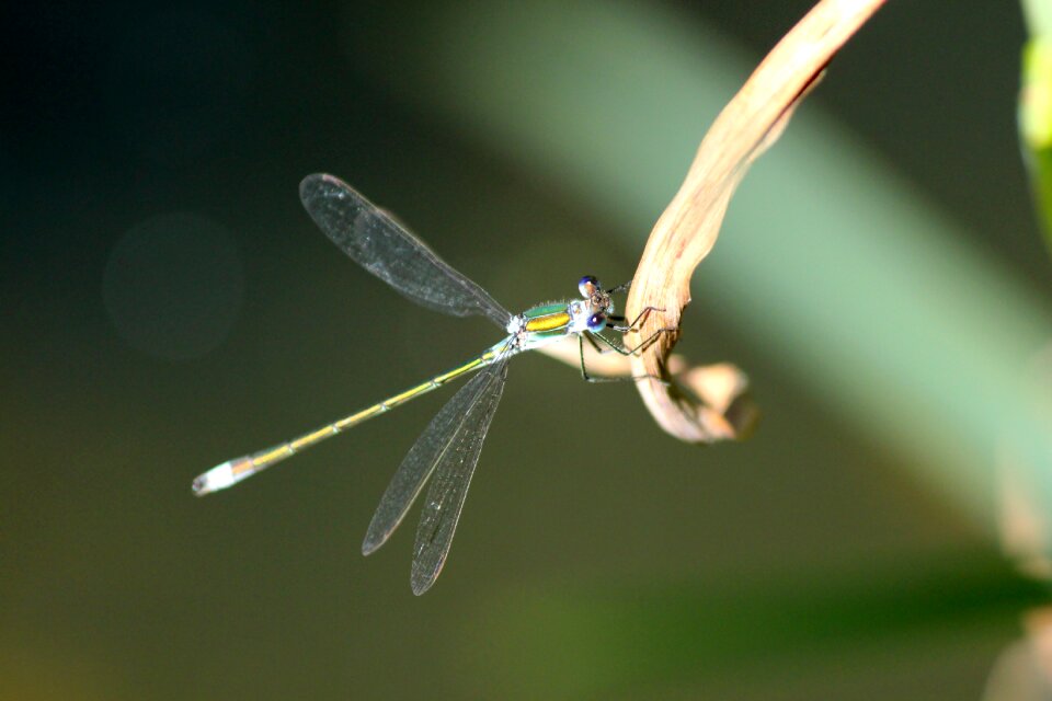 Arthropod macro closeup