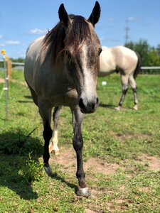 Mare young front