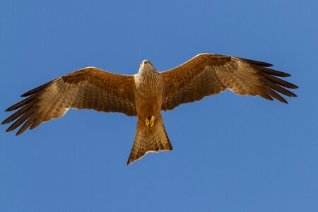 El rocio birding milano real