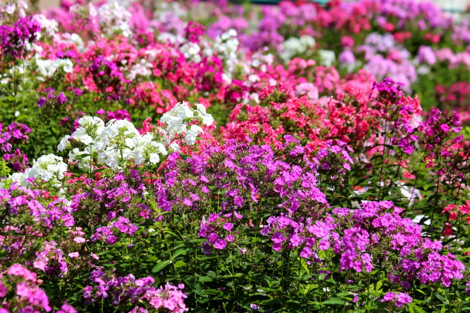 White red flower bed