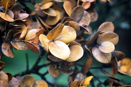 Tree plant nature