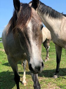 Pasture grass front