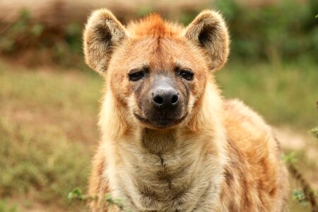 Scavengers safari africa photo