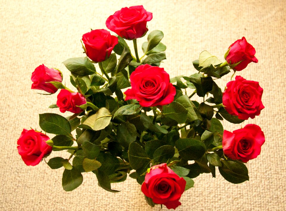 Flowers romantic flora