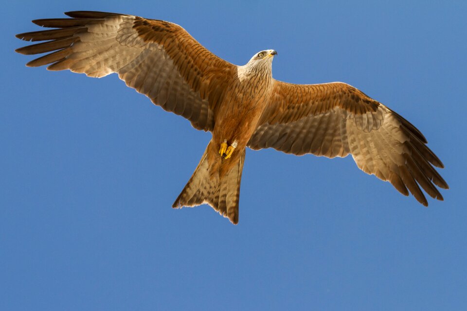 El rocio birding milano real