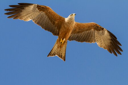 El rocio birding milano real