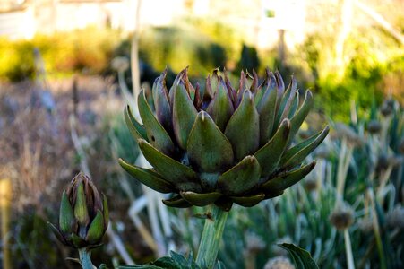 Food bloom vegetables