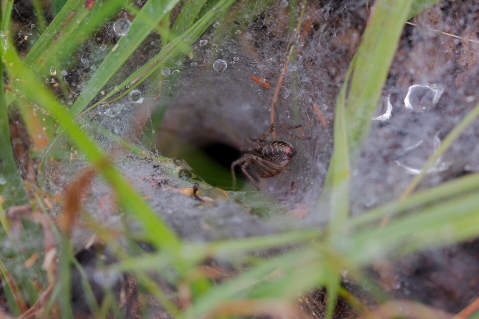 Small growth animal world