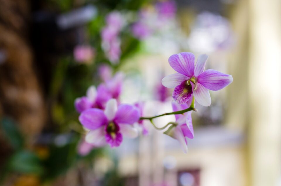 Orchids page rolling