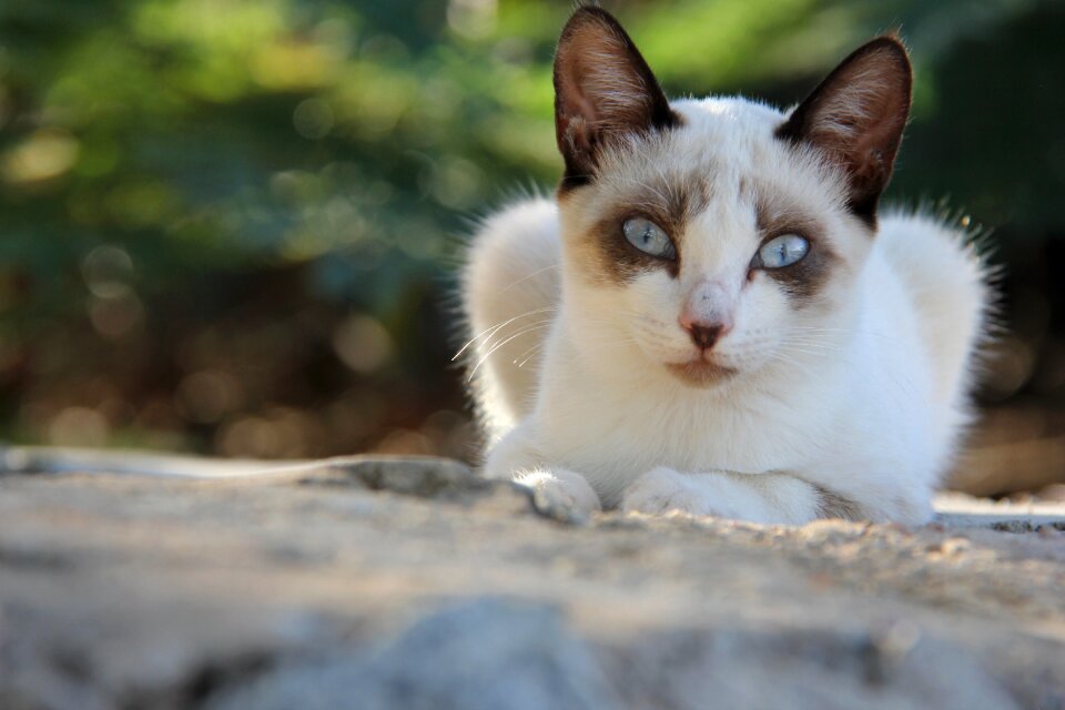 Nature cat Free photos
