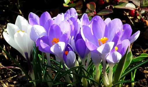 Spring garden beauty